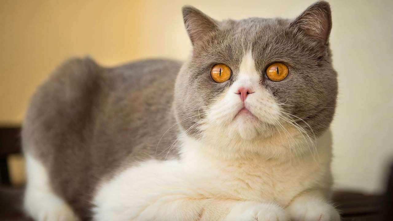 gentlman cat